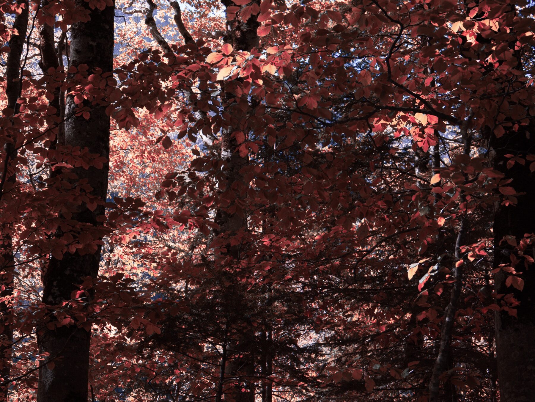 Hojas rojas de otoño